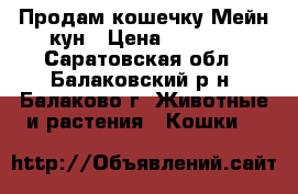Продам кошечку Мейн-кун › Цена ­ 5 000 - Саратовская обл., Балаковский р-н, Балаково г. Животные и растения » Кошки   